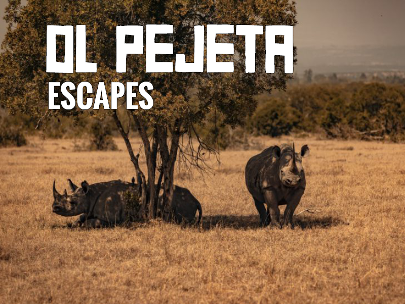 Ol Pejeta Escapes