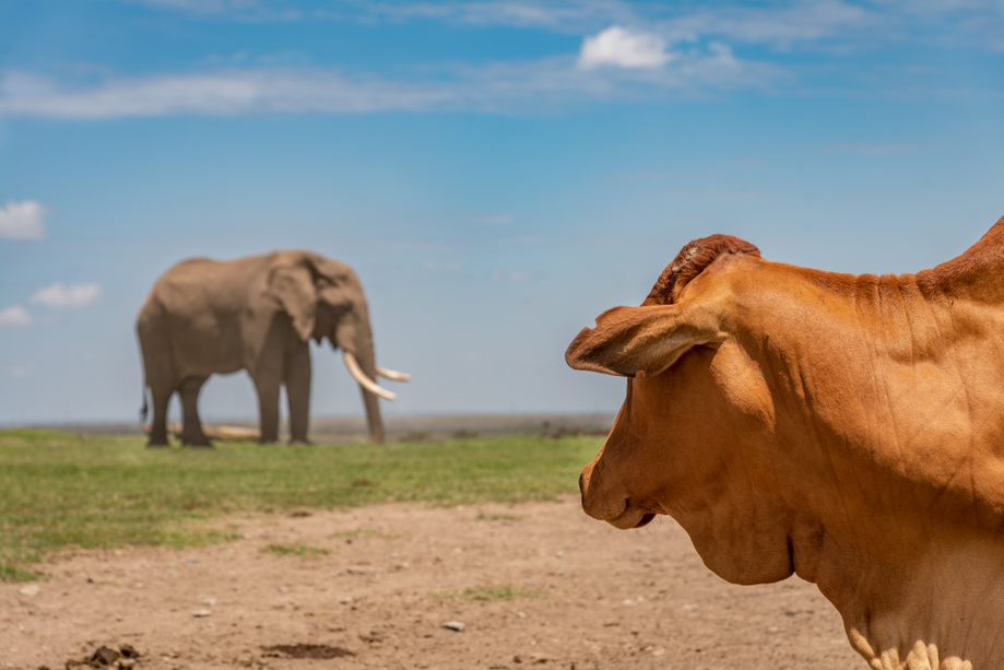 Livestock-Wildlife Integration