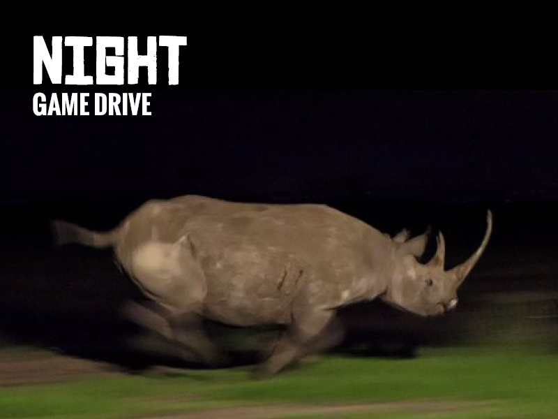 Night Game Drive