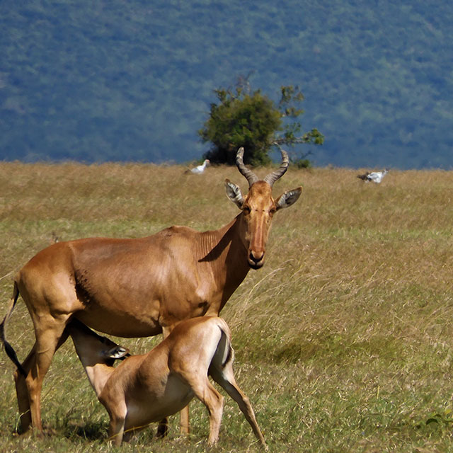 Can we prevent a hartebeest extinction event?