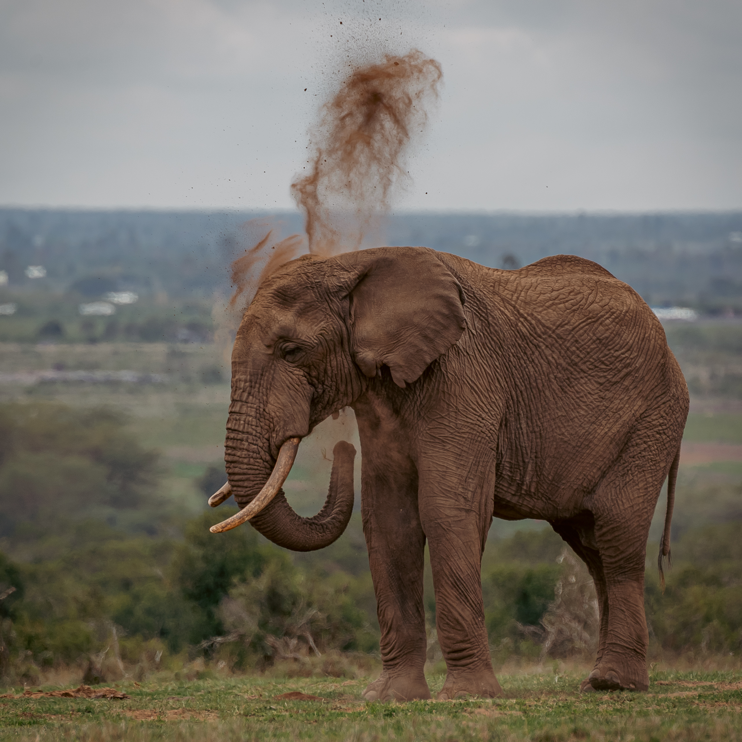 Ol Pejeta wins 2022 Travelers’ Choice Award