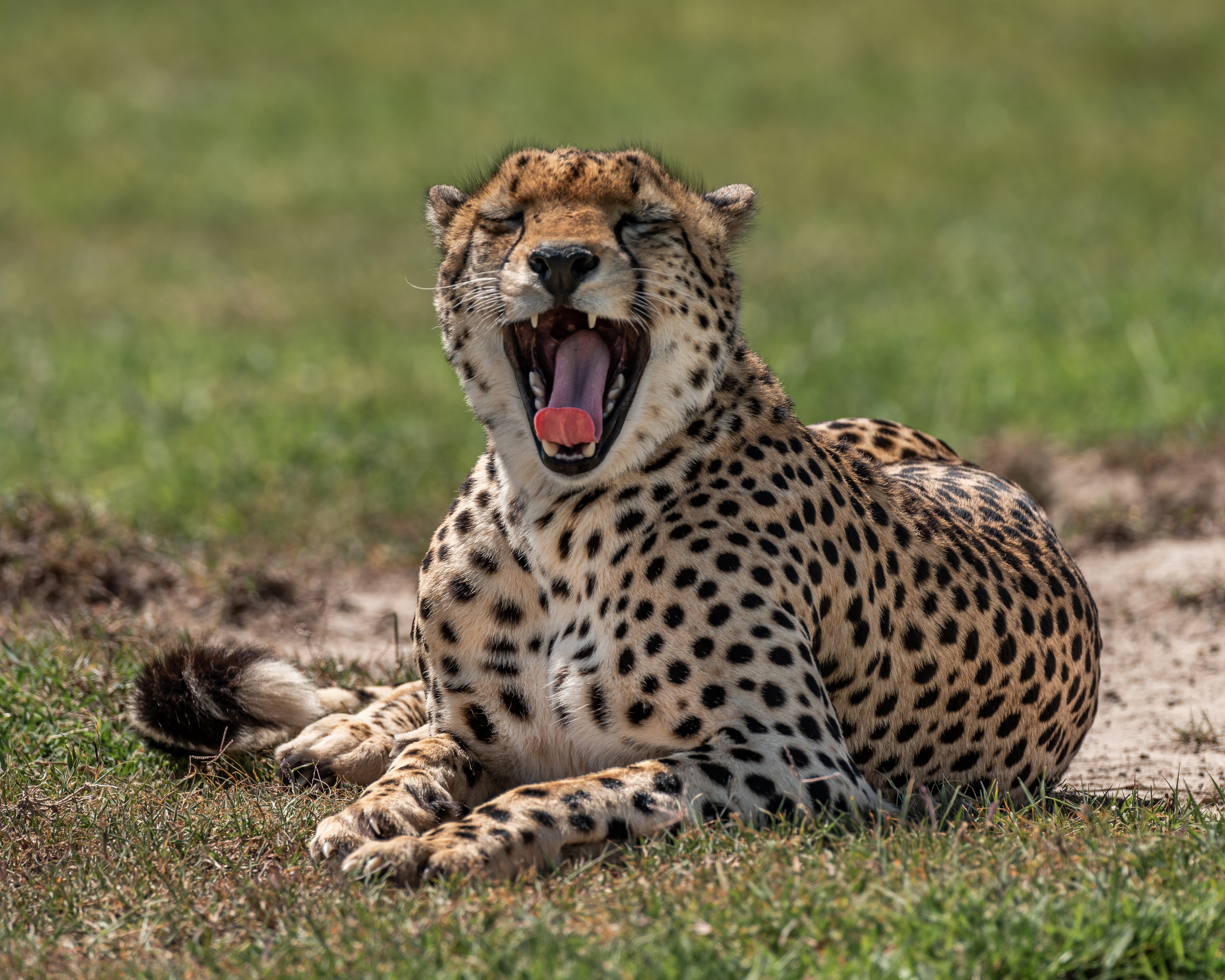 Ol Pejeta Gets 3 Nominations at The ‘Tourism Oscars’