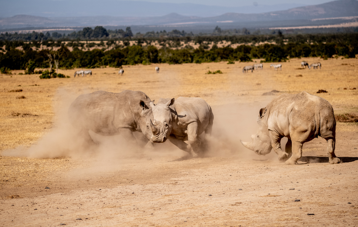 Conservation Experiences